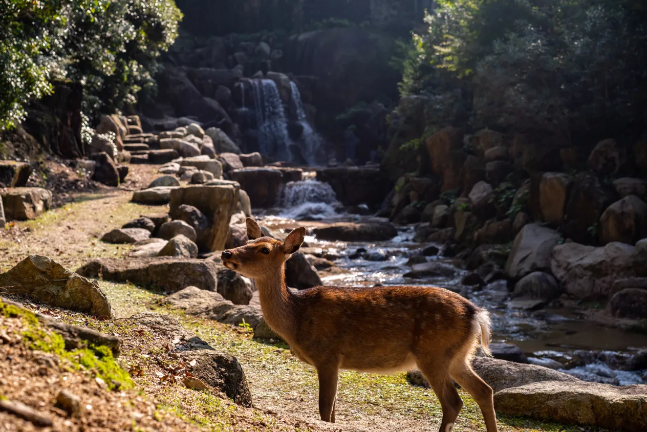 cute brown deer front waterfall miyajima island japan